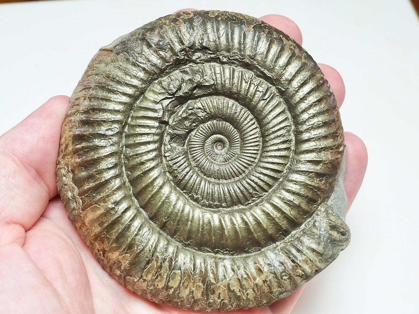 Large Jurassic Dactylioceras Ammonite Fossil for Sale
