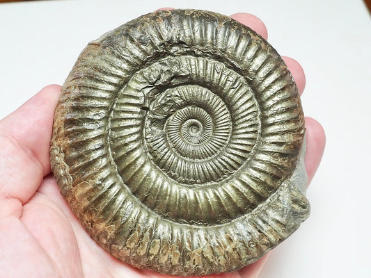 Large Jurassic Dactylioceras Ammonite Fossil for Sale