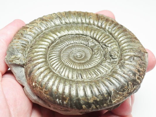 Large Jurassic Dactylioceras Ammonite Fossil for Sale