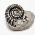 200 Million Year Old Gagaticeras Ammonite – Early Jurassic Fossil