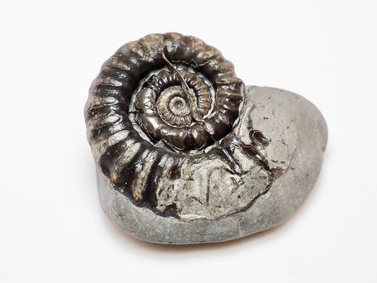 200 Million Year Old Gagaticeras Ammonite – Early Jurassic Fossil