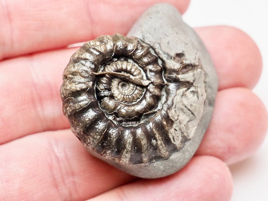 200 Million Year Old Gagaticeras Ammonite – Early Jurassic Fossil