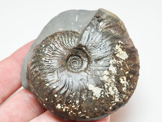Pseudolioceras Ammonite Fossil for Sale – Yorkshire Jurassic Discovery