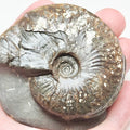 Pseudolioceras Ammonite Fossil for Sale – Yorkshire Jurassic Discovery