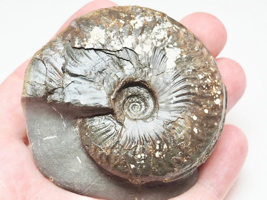 Pseudolioceras Ammonite Fossil for Sale – Yorkshire Jurassic Discovery