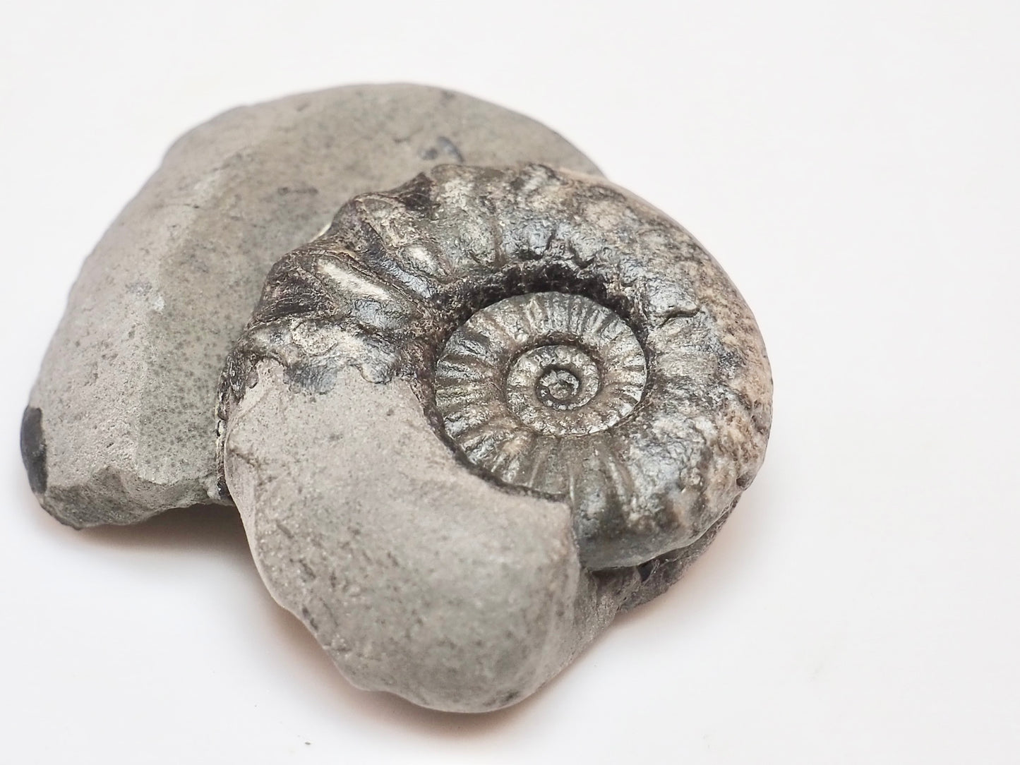 Early Jurassic Asteroceras Ammonite – 200 Million Year Old Fossil
