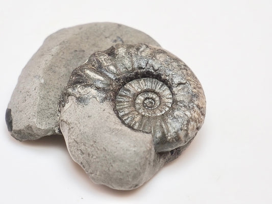 Early Jurassic Asteroceras Ammonite – 200 Million Year Old Fossil
