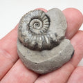 Early Jurassic Asteroceras Ammonite – 200 Million Year Old Fossil
