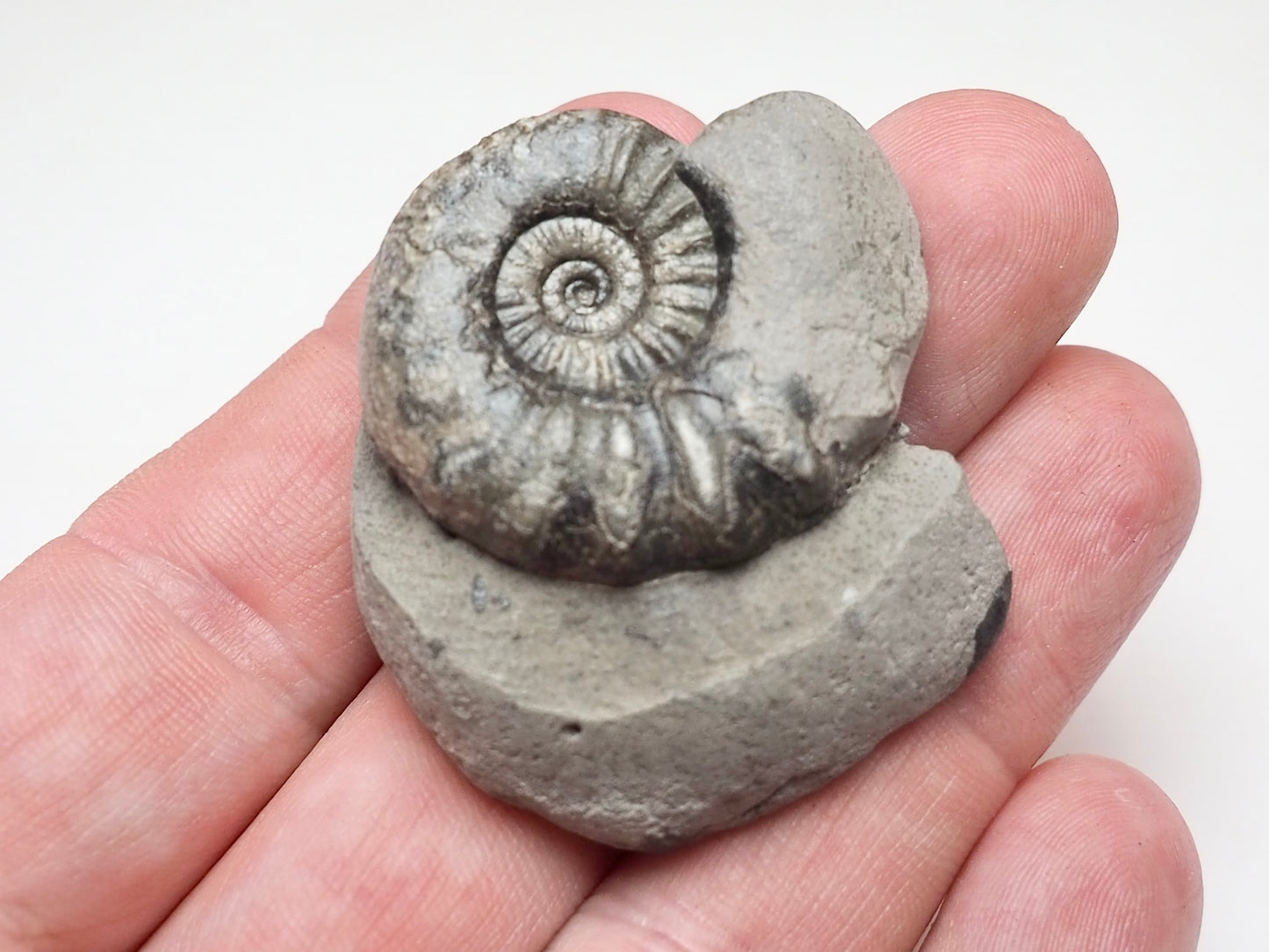 Early Jurassic Asteroceras Ammonite – 200 Million Year Old Fossil