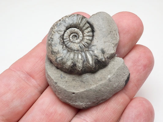 Early Jurassic Asteroceras Ammonite – 200 Million Year Old Fossil