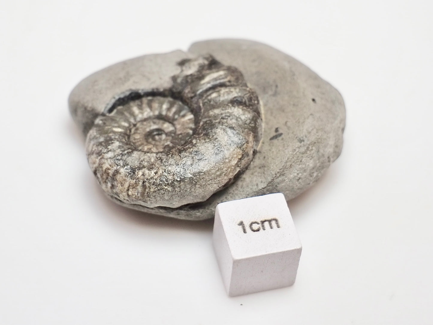 Early Jurassic Asteroceras Ammonite – 200 Million Year Old Fossil