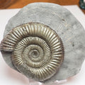 Classic Dactylioceras Ammonite – Yorkshire Coast Find