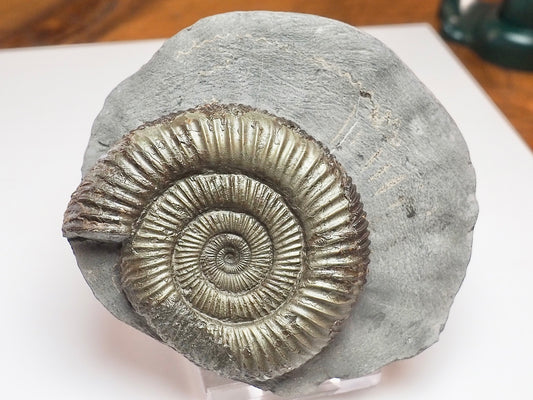 Classic Dactylioceras Ammonite – Yorkshire Coast Find