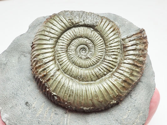 Classic Dactylioceras Ammonite – Yorkshire Coast Find