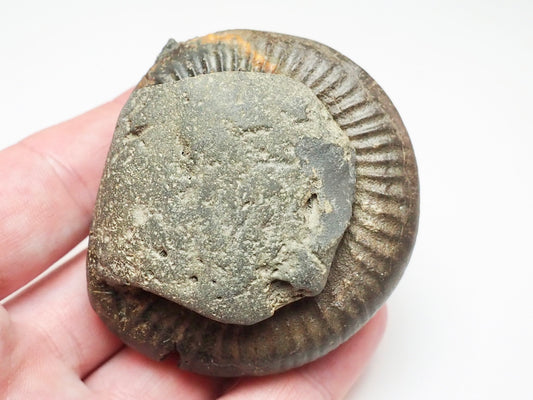 Whitby Jurassic Split Pair Ammonite – Dactylioceras Fossil