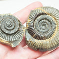 Whitby Jurassic Split Pair Ammonite – Dactylioceras Fossil