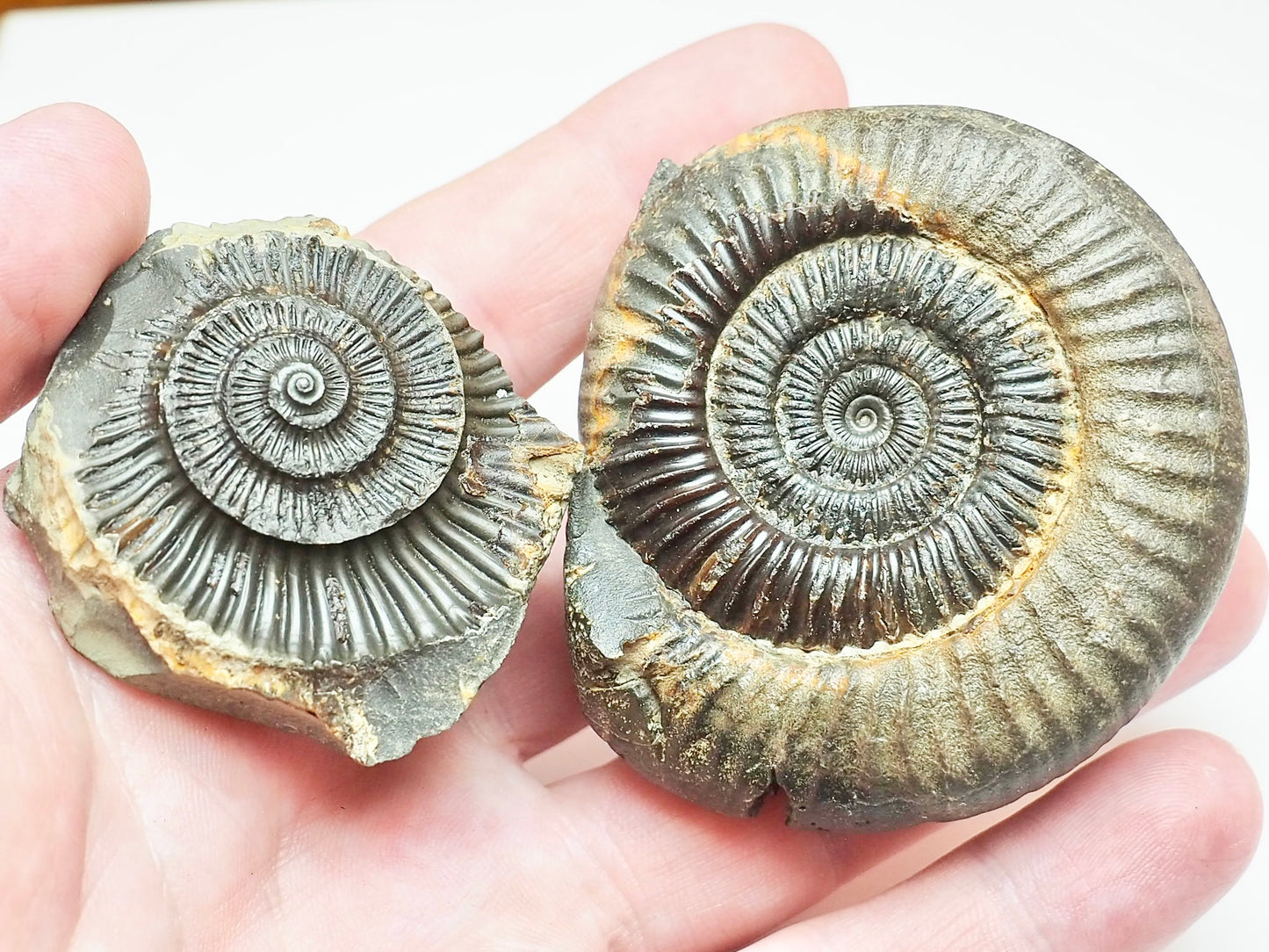 Whitby Jurassic Split Pair Ammonite – Dactylioceras Fossil