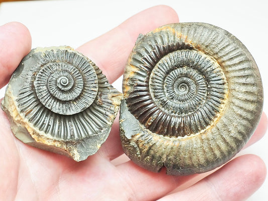Whitby Jurassic Split Pair Ammonite – Dactylioceras Fossil