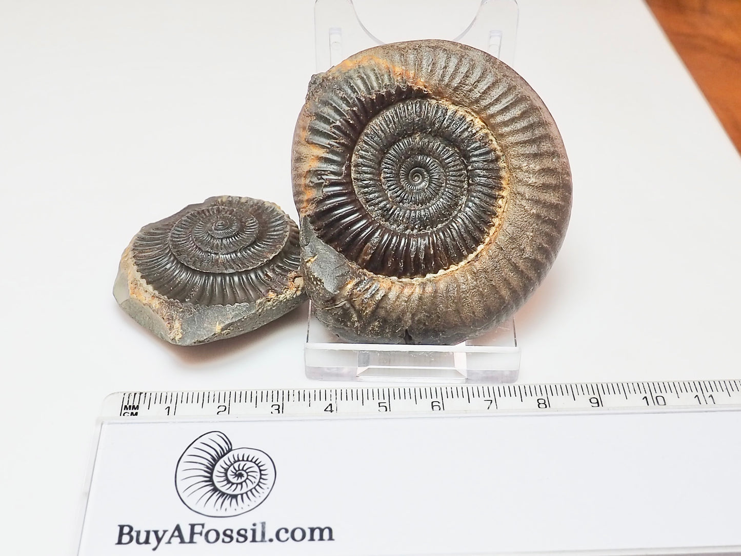 Whitby Jurassic Split Pair Ammonite – Dactylioceras Fossil