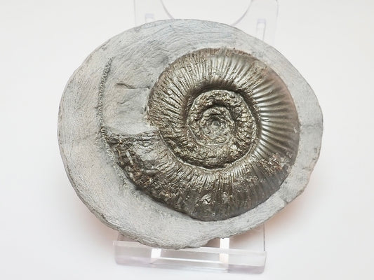 Dactylioceras Semicelatum – Whitby Jurassic Ammonite for Sale