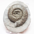 Dactylioceras Semicelatum – Whitby Jurassic Ammonite for Sale