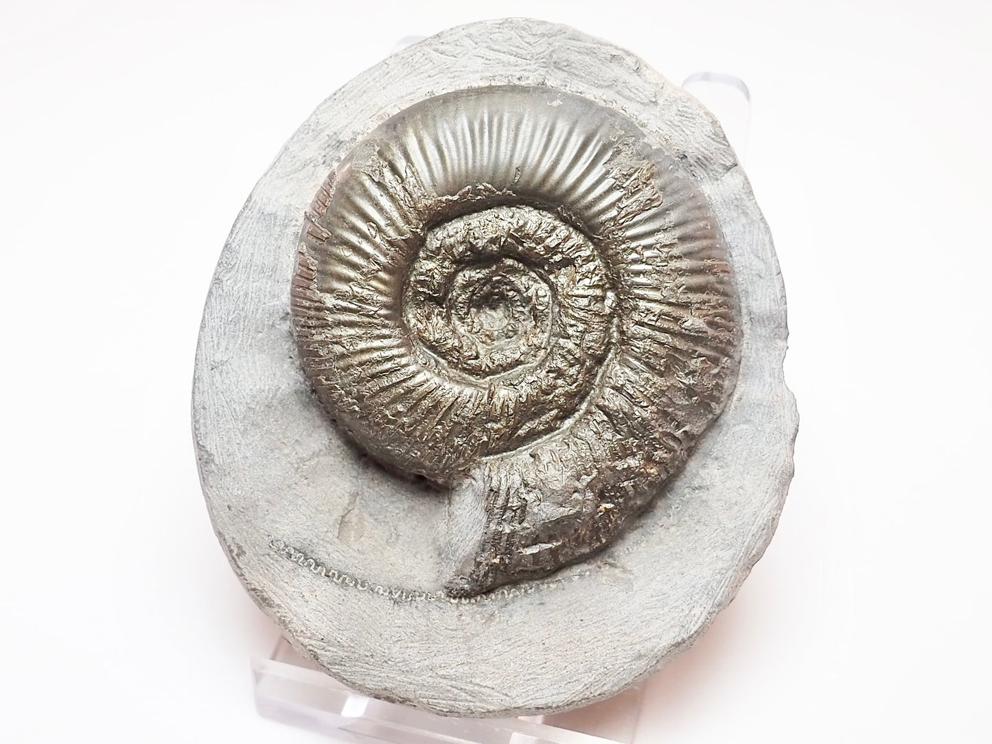 Dactylioceras Semicelatum – Whitby Jurassic Ammonite for Sale