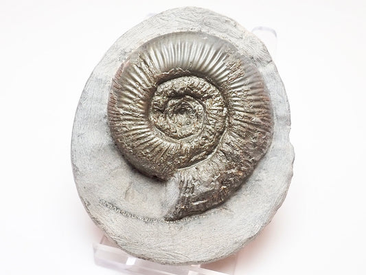 Dactylioceras Semicelatum – Whitby Jurassic Ammonite for Sale