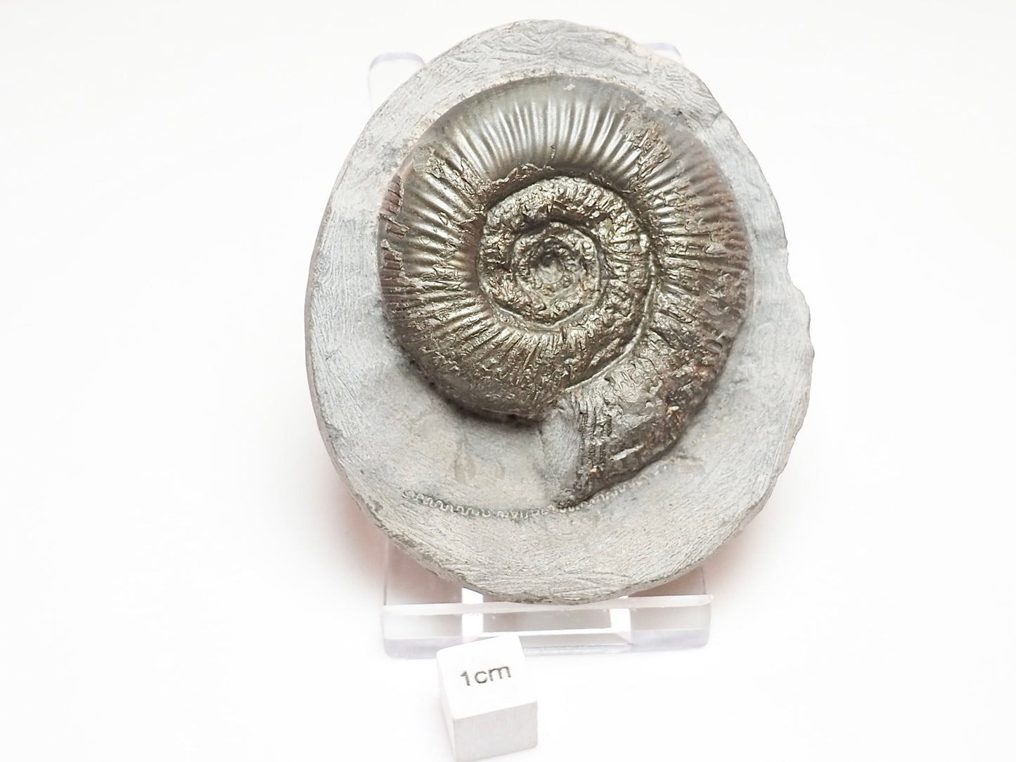 Dactylioceras Semicelatum – Whitby Jurassic Ammonite for Sale