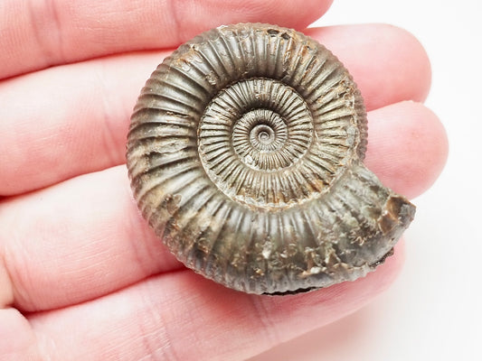 Perfect Centre Matrix-Free Dactylioceras – Whitby Jurassic Ammonite