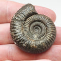 Perfect Centre Matrix-Free Dactylioceras – Whitby Jurassic Ammonite