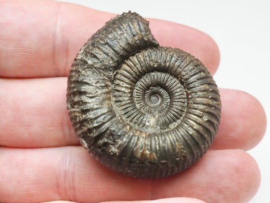 Perfect Centre Matrix-Free Dactylioceras – Whitby Jurassic Ammonite
