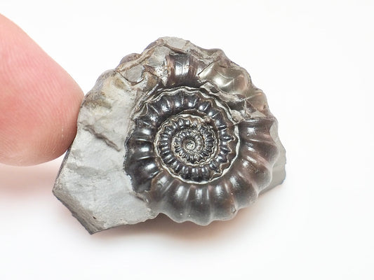 Rare Gagaticeras Ammonite – 200 Million Year Old Yorkshire Fossil