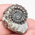 Rare Gagaticeras Ammonite – 200 Million Year Old Yorkshire Fossil