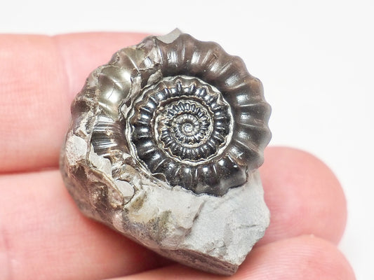 Rare Gagaticeras Ammonite – 200 Million Year Old Yorkshire Fossil