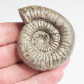 Catacoeloceras Ammonite Fossil – Whitby Yorkshire Coast – Jurassic