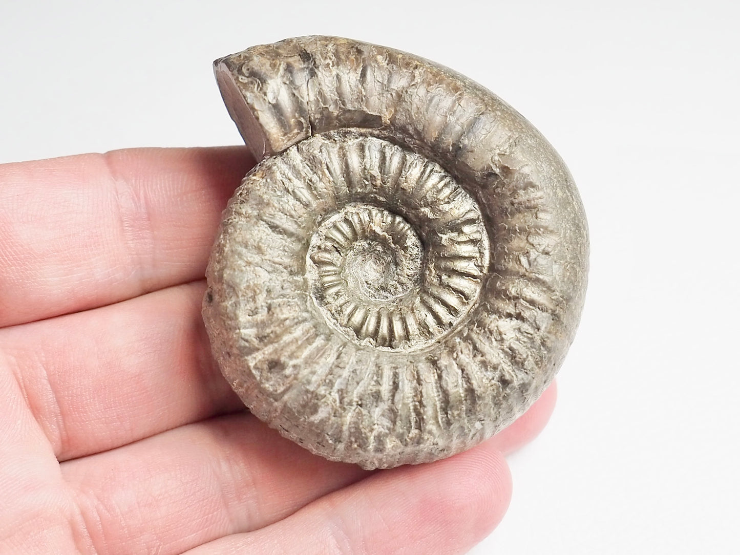 Catacoeloceras Ammonite