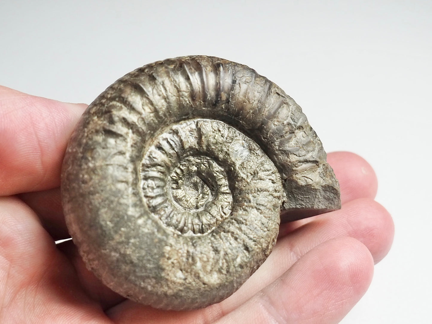 Catacoeloceras Ammonite