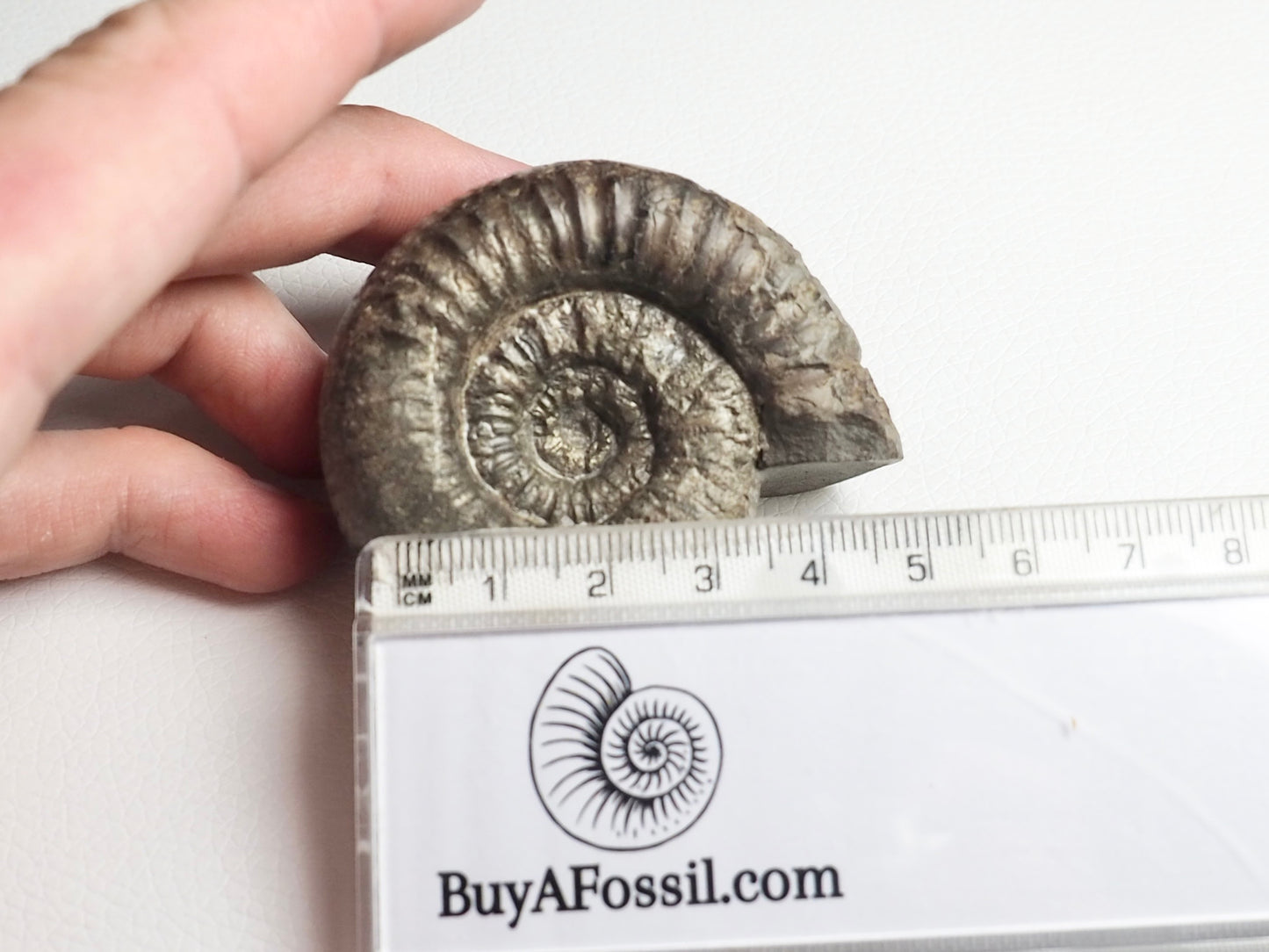 Catacoeloceras Ammonite