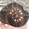 Polished Hildoceras Ammonite Fossil – Whitby Yorkshire Coast – Jurassic