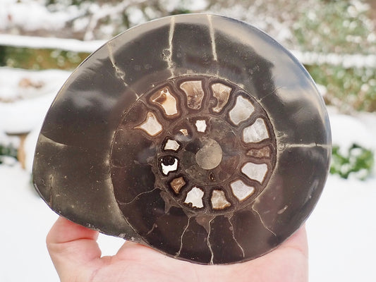 Hildoceras Cut & Polished