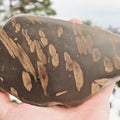 Polished Jurassic Fish Bone Gyrosteus – Whitby Yorkshire Coast – Jurassic