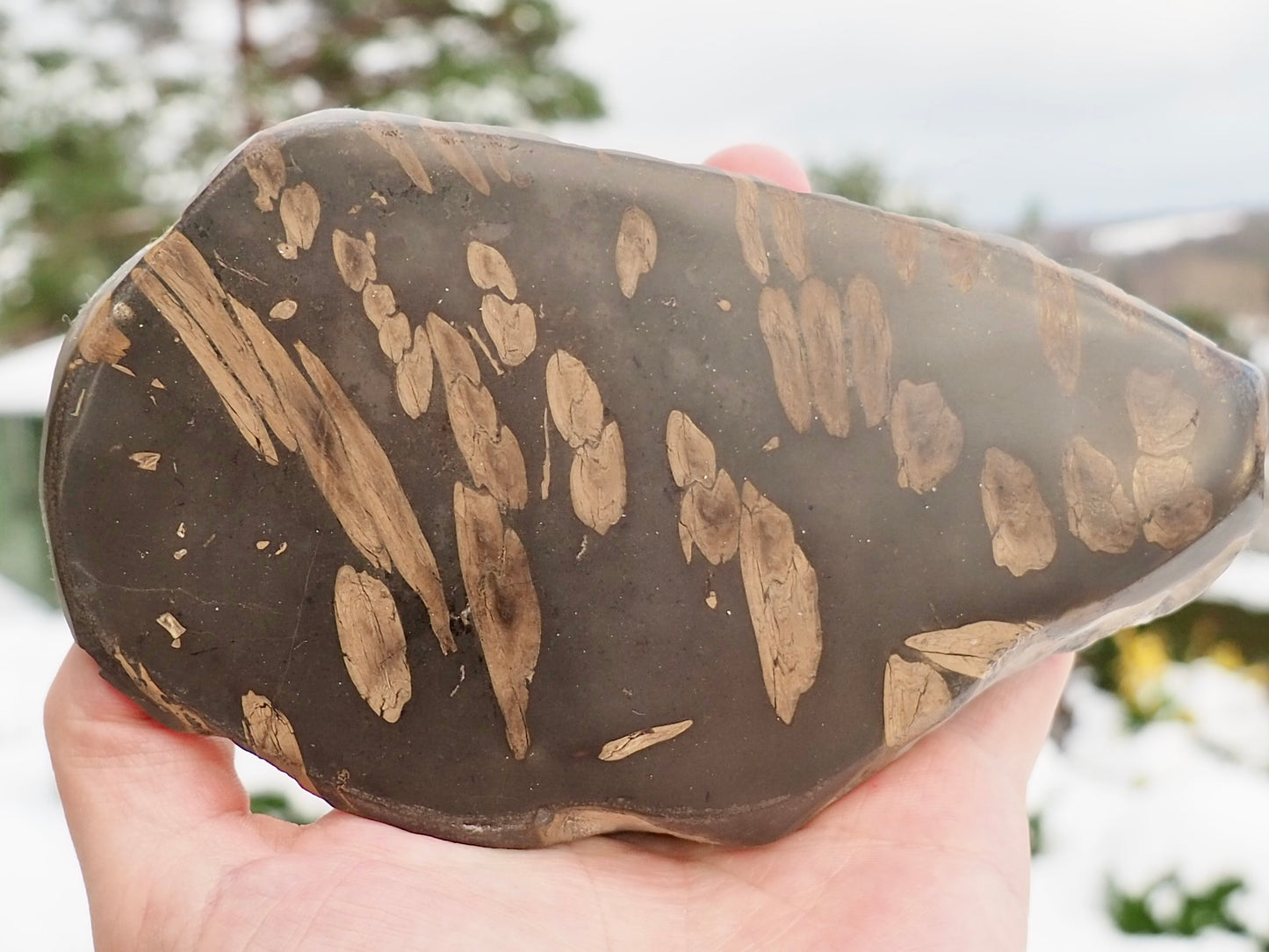 Polished Jurassic Fish Bone Gyrosteus Whitby