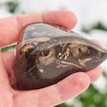 Ichthyosaur Jaw Cut & Polished – Whitby Yorkshire Coast – Jurassic