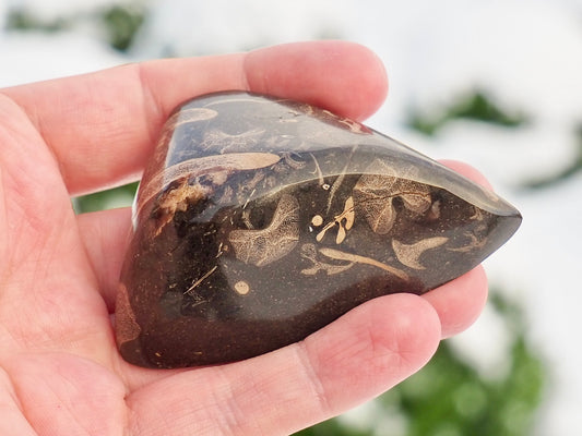 Ichthyosaur Jaw Cut & Polished