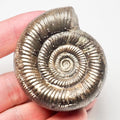 Whitby Dactylioceras Semicelatum Ammonite Fossil – Yorkshire Coast Jurassic
