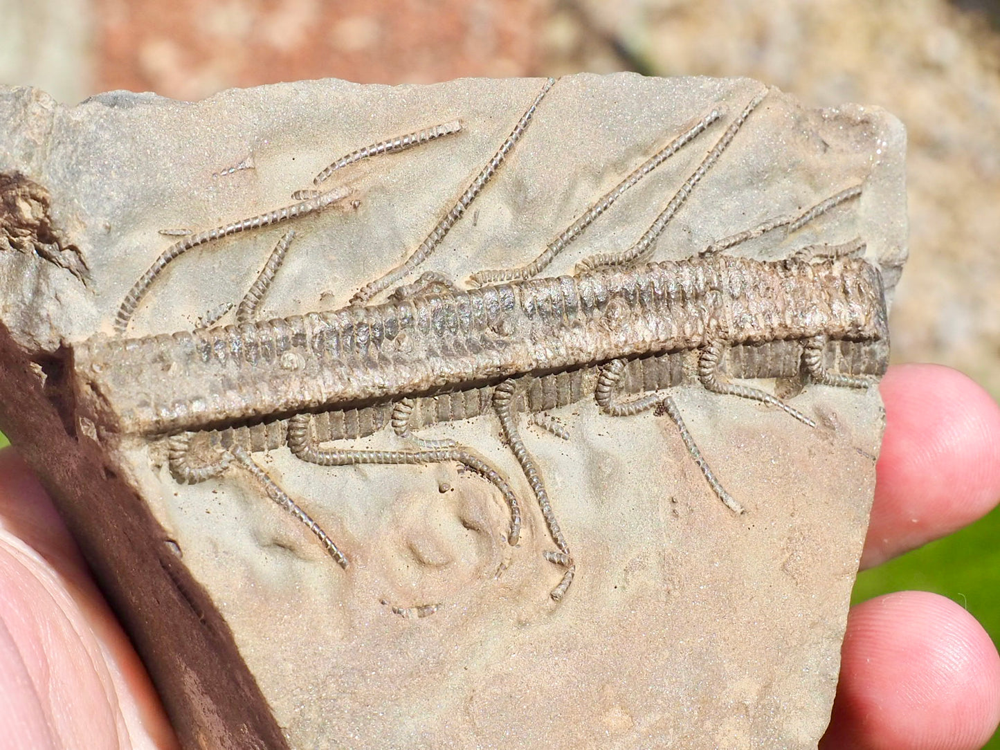 Rare Hispidocrinus Scalaris Crinoid