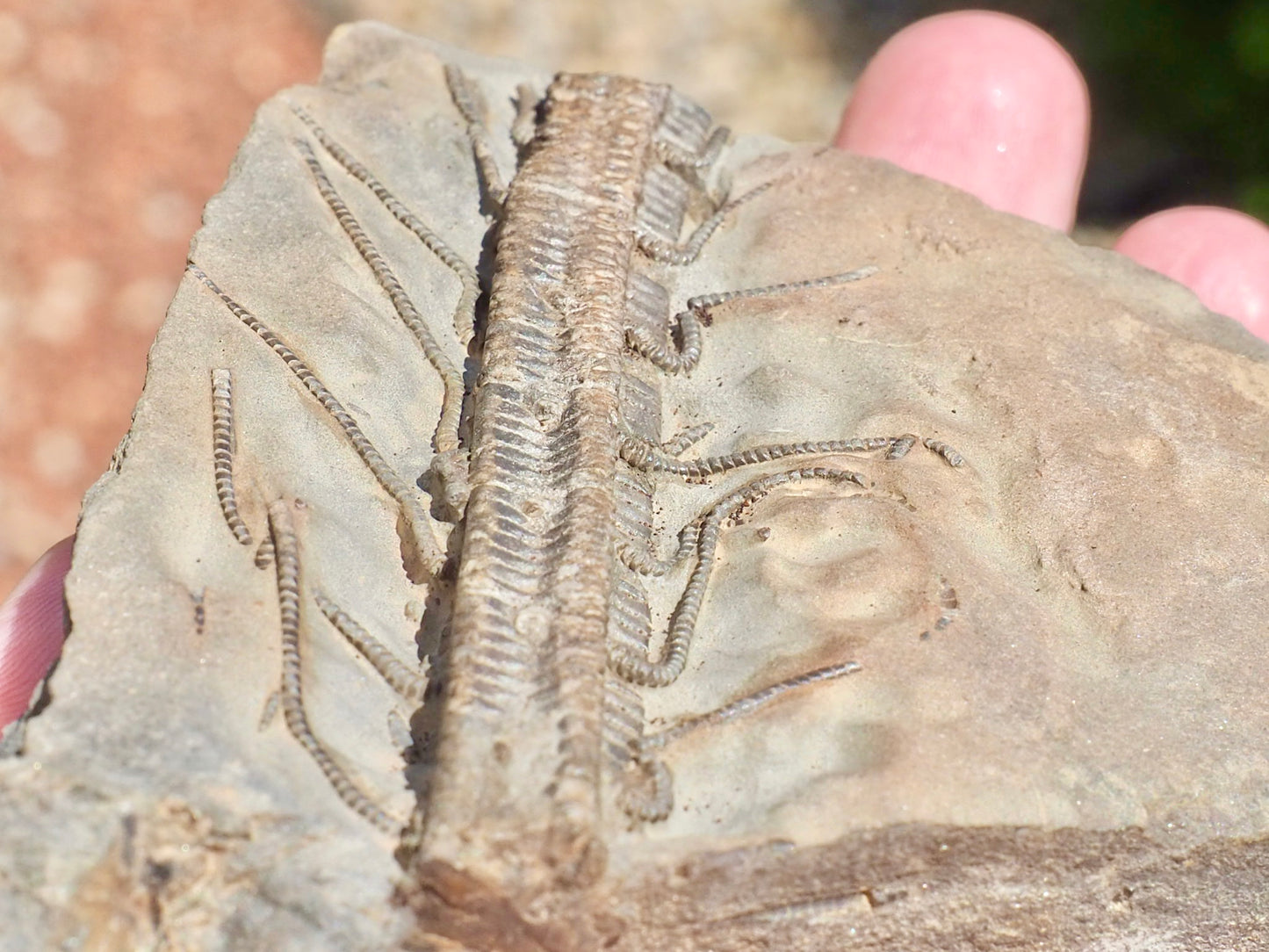 Rare Hispidocrinus Scalaris Crinoid