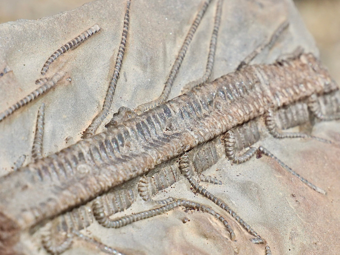 Rare Hispidocrinus Scalaris Crinoid