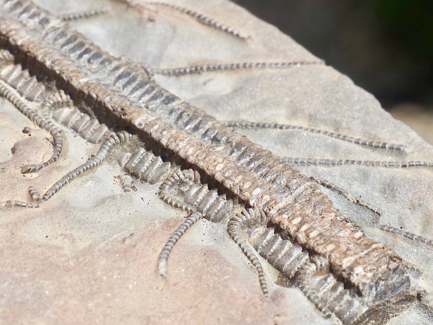 Rare Hispidocrinus Scalaris Crinoid