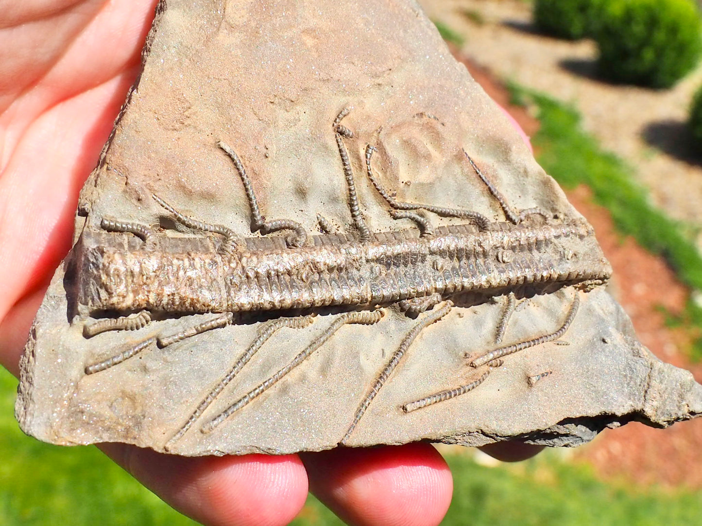 Rare Hispidocrinus Scalaris Crinoid